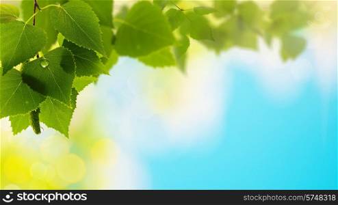 Summer forest, abstract natural backgrounds for your design