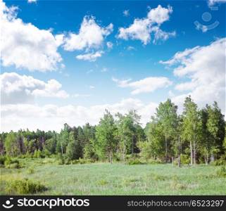 Summer forest and meadow outdoor. Summer forest and meadow outdoor. Nature landscape. Summer forest and meadow outdoor