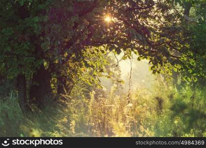 Summer forest at sunrise time. Inspiring summer background.