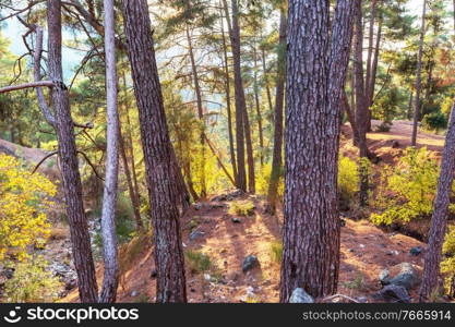 Summer forest at sunrise time. Inspiring summer background.