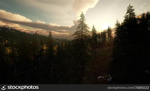 summer forest in mountain landscape at sunset. Summer Forest in Mountain Landscape