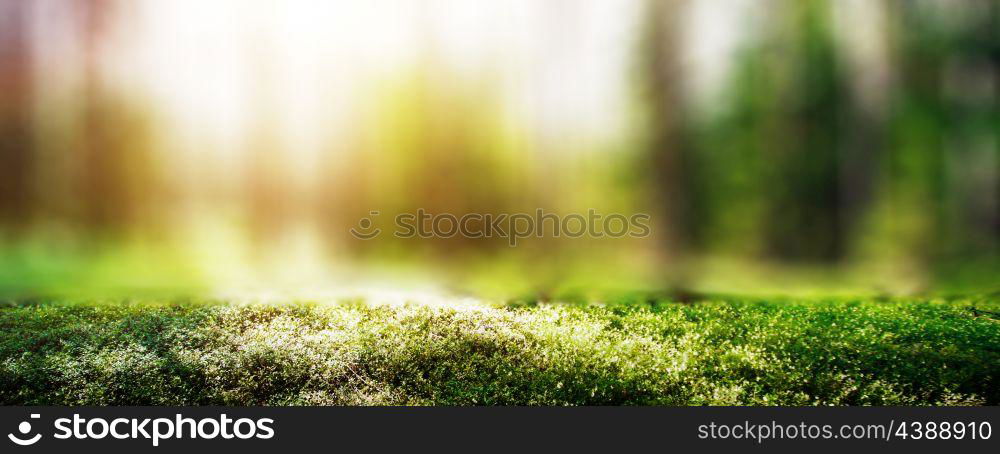 Summer forest jungle. Plants and trees background. Summer forest jungle