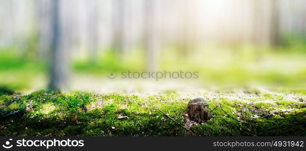 Summer forest jungle. Plants and trees background. Summer forest jungle