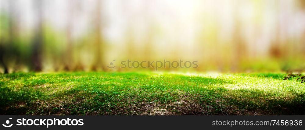 Summer forest jungle. Plants and trees background. Summer forest jungle
