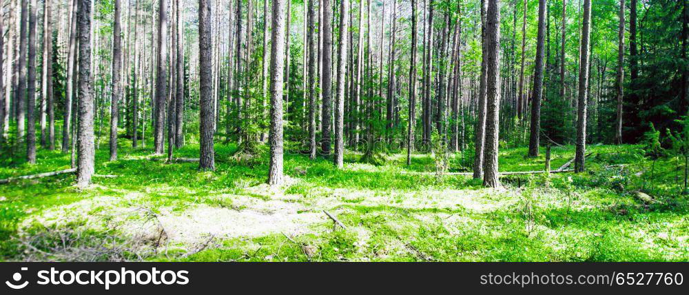 Summer forest jungle. Plants and trees background. Summer forest jungle. Summer forest jungle