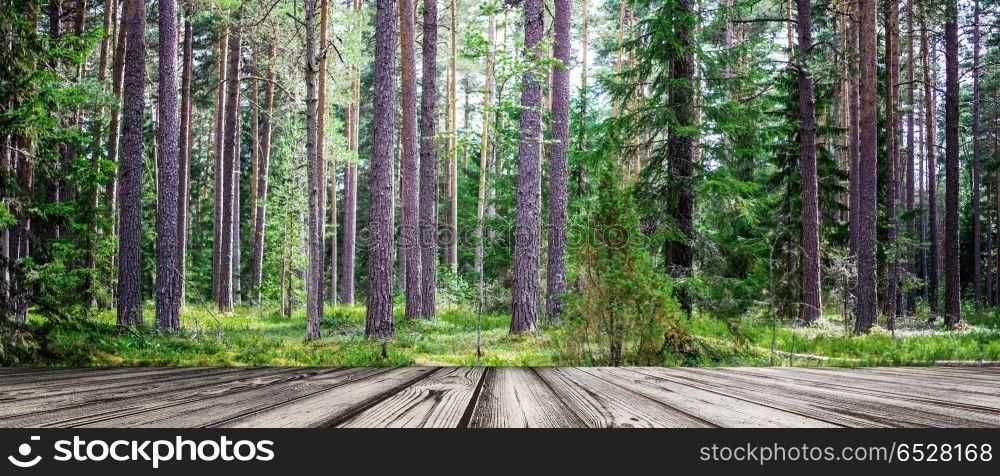 Summer forest jungle. Plants and trees background. Summer forest jungle. Summer forest jungle