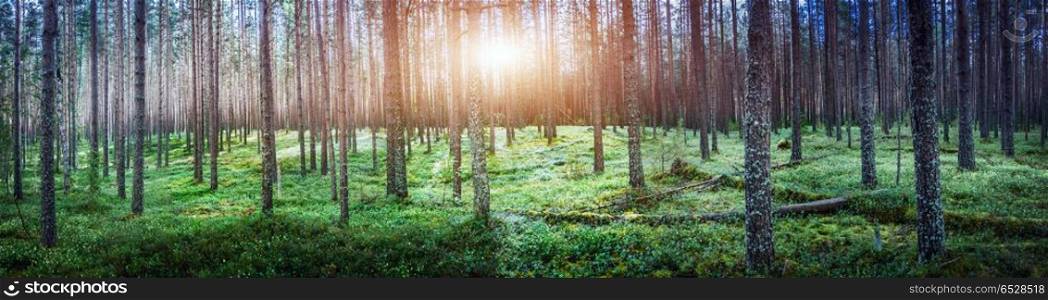 Summer forest jungle. Plants and trees background. Summer forest jungle. Summer forest jungle