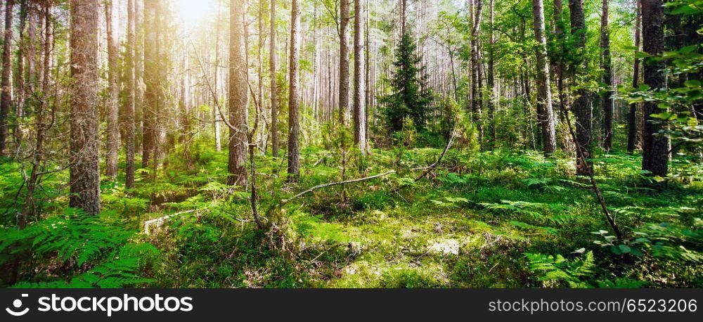 Summer forest jungle. Summer forest jungle. Plants and trees background