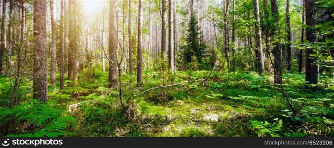 Summer forest jungle. Summer forest jungle. Plants and trees background