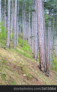 Summer forest of pine trees on hill(Aj-Petri mountain, Crimea, Ukraine)