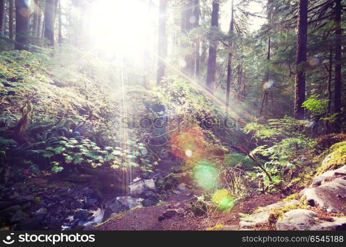 Summer forest. Summer forest at sunrise time. Inspiring summer background.