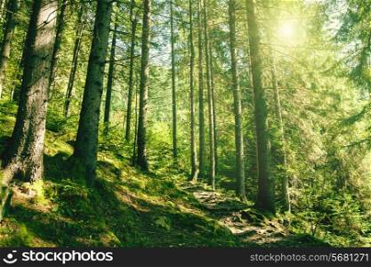 Summer forest with bight yellow sun on the skies
