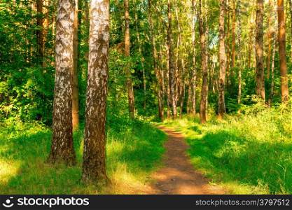 Summer forest with birches. The path stretches deep into the forest