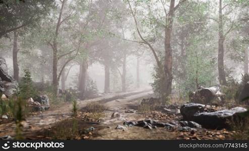 summer forest with deep fog