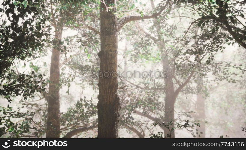 summer forest with deep fog