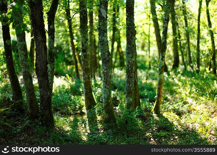 summer forest with sunlight