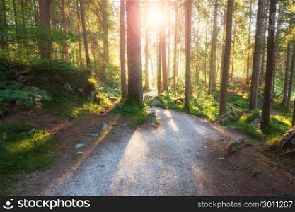 Summer forest with sunlight. Summer green forest with morning bright sunlight