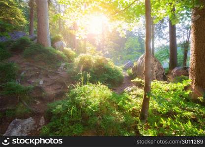 Summer forest with sunlight. Summer green forest with morning bright sunlight