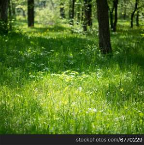 summer forest with sunny glade
