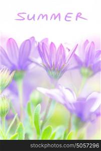 Summer fresh flowers, violet daisy blooming field, gentle floral glade in the garden, beautiful meadow, soft focus, beauty in nature concept, over white background with text space