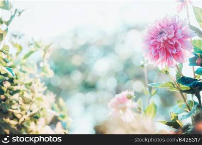Summer garden background with beautiful pink dahlia flowers , outdoor nature