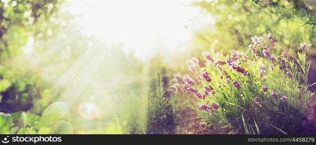 Summer garden background with lavender and Sun rays , banner for website with gardening concept