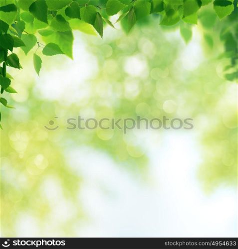 Summer garden, beauty seasonal backgrounds with beech tree and shiny bokeh