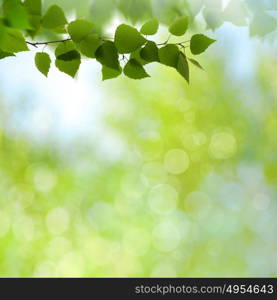 Summer garden, beauty seasonal backgrounds with beech tree and shiny bokeh