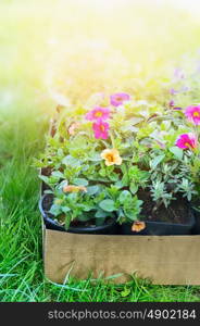 Summer garden flowers in cardboard box on green grass, outdoor