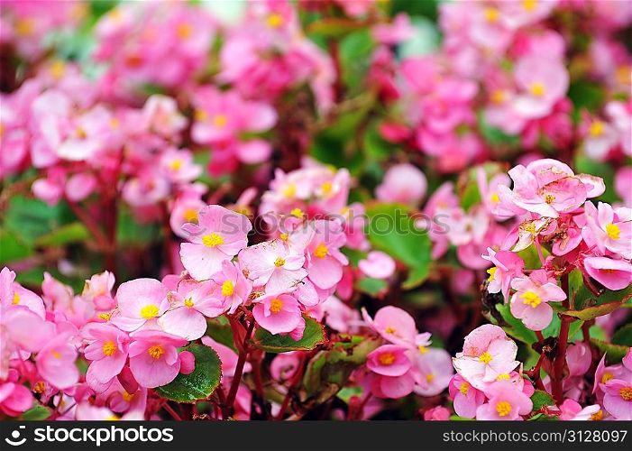 summer garden landscaping in city park. pink geranium