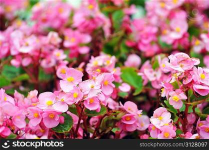 summer garden landscaping in city park. pink geranium