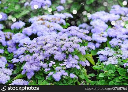 summer garden landscaping in city park. purple flowers