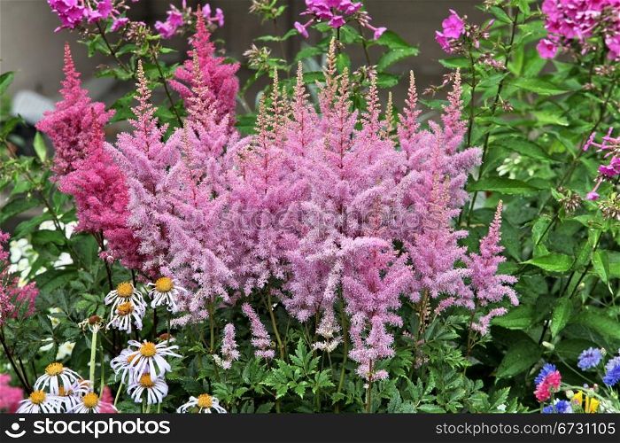 Summer garden with many flowering plants. pink flowers