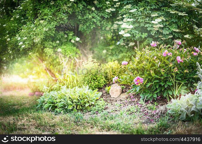Summer garden with peony bush, nature background