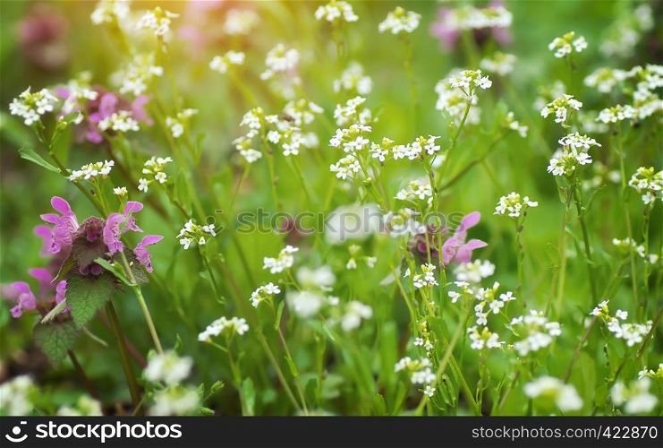 Summer grass and macro flower. Nature composition.