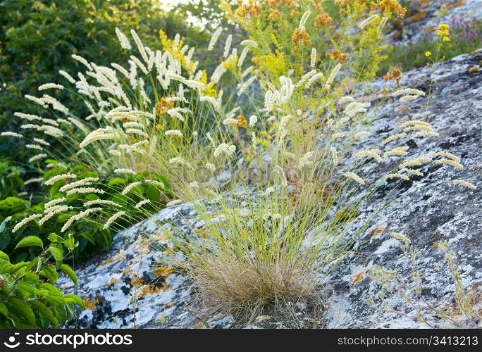 summer grass bush on mountain stone
