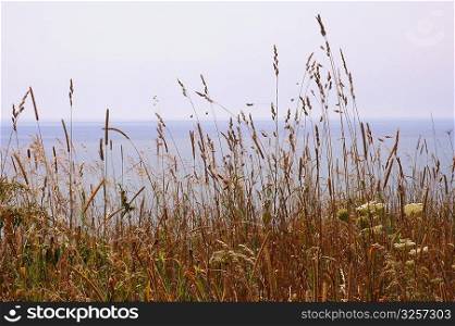 Summer grasses at the beach.
