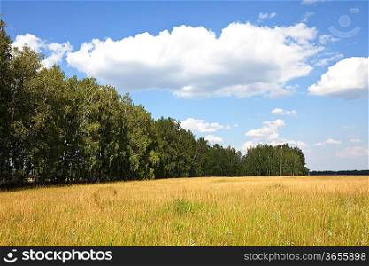 summer grassland