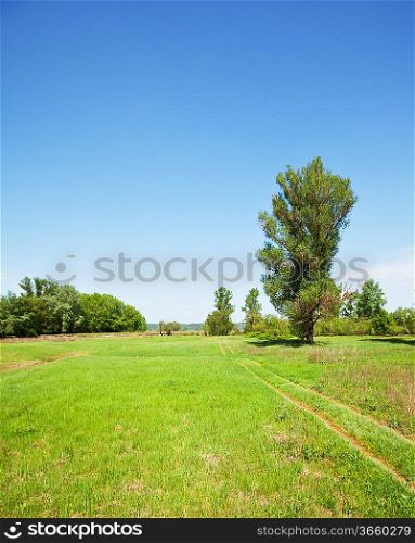 summer grassland