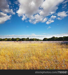 summer grassland