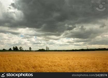 Summer gray clouds over contrasting golden grain, Nowiny, Lubelskie, Poland