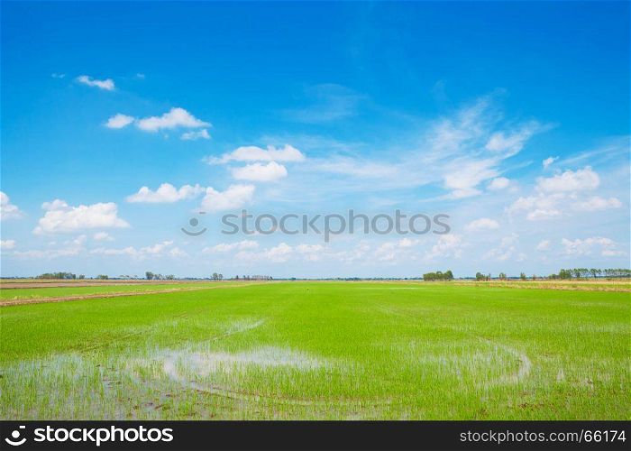 Summer green field and blue sky