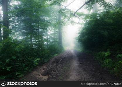 Summer green foggy forest