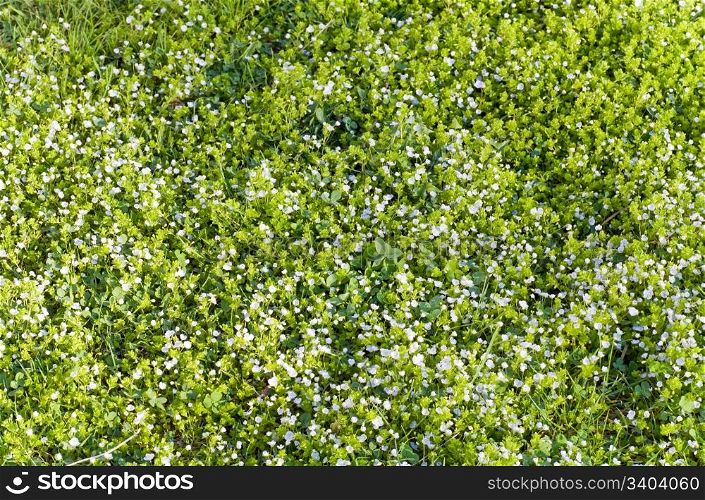 Summer green grass at garden with small blue flowers (nature background)