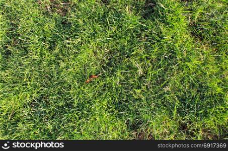 Summer green grass at sun light.. Summer green grass at sun light. Natural drassy textured background