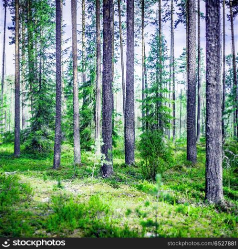 Summer green landscape. Wild trees in forest. Summer green landscape. Summer green landscape