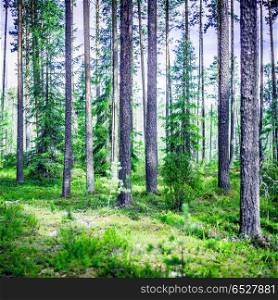 Summer green landscape. Wild trees in forest. Summer green landscape. Summer green landscape