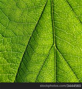 summer green leaf macro close up