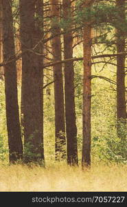 Summer green trees in pine forest, filter applied with paper texture.