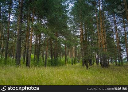 Summer green trees in pine forest in the Moscow region.